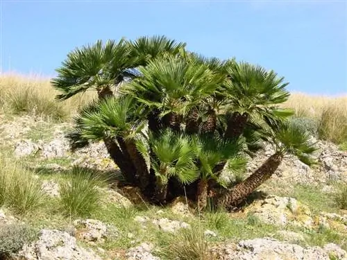 Образец Chamaerops humilis