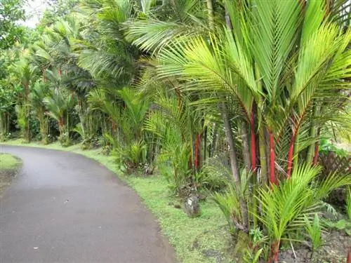 Образцы Cyrtostachis renda