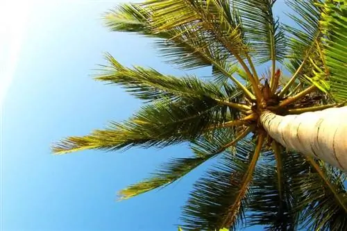 Кокосовая пальма или Cocos nucifera