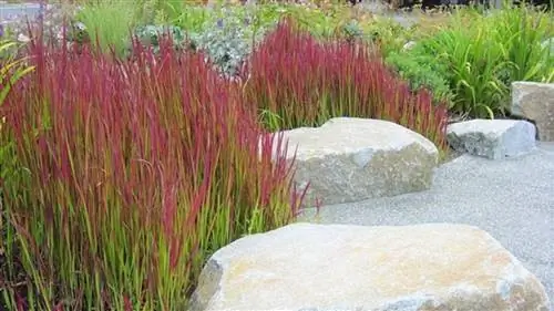 императа хэллоуин растения