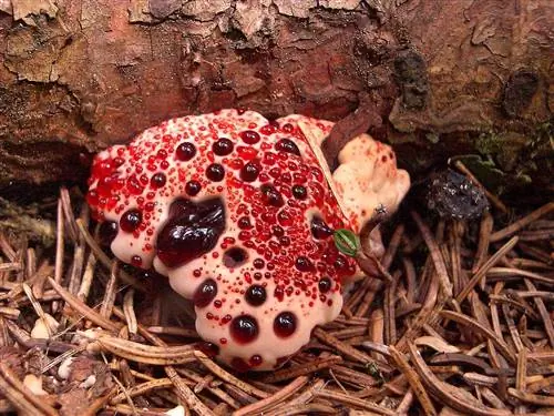 Хеллоуинские растения Hydellum peckii