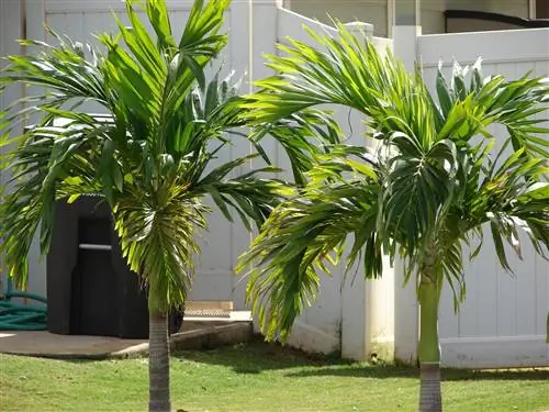 Молодые пальмы Veitchia merrillii