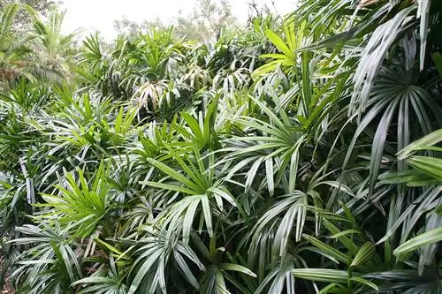 Вид на Raphis excelsa