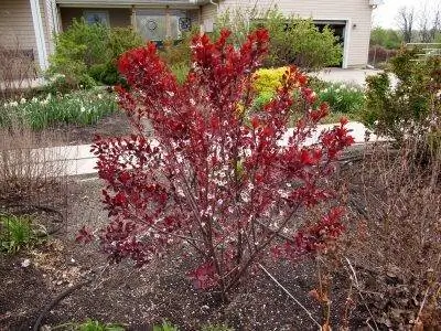 Prunus x cistenna - кустарник с красными листьями.