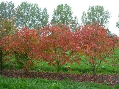 Эскулюс пренебрежительный - кустарник с красными листьями.