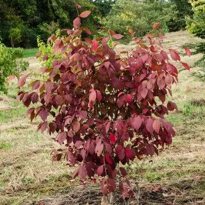 Лещина краснолистная - листопадный кустарник