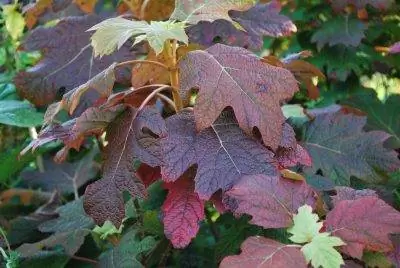 У дуболистной гортензии осенью красные листья