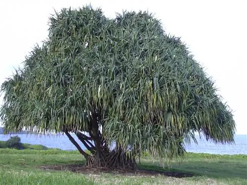 Pandanus tectorius - суккулентное дерево.