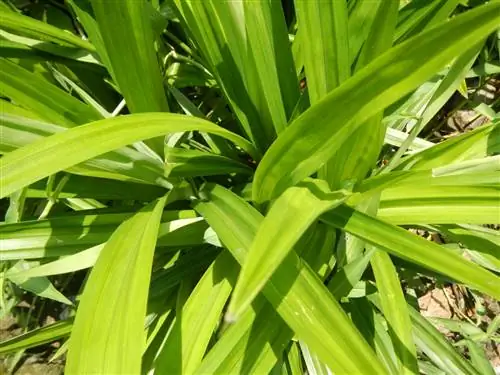 Листья Pandanus tectorius удлиненные.