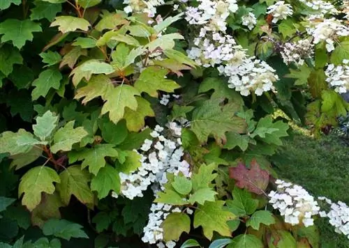 осенний куст