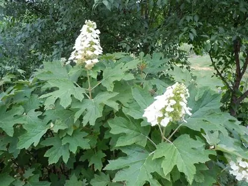 листья Hydrangea quercifolia