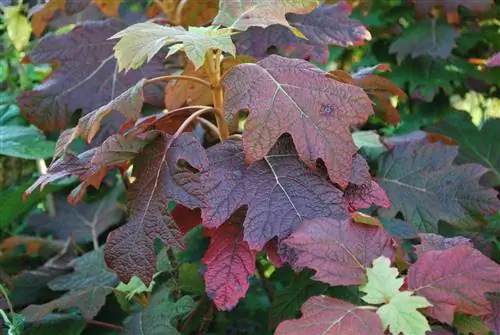 Гортензия мелколистная