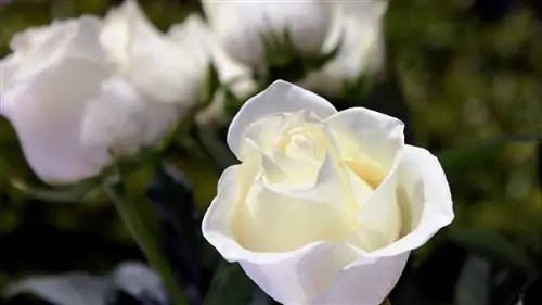 значение самых красивых цветов