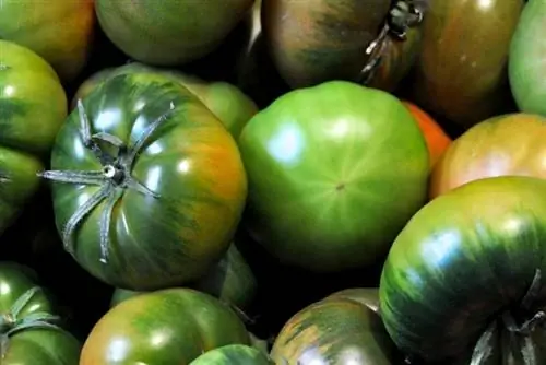 Сорт томатов Марманд