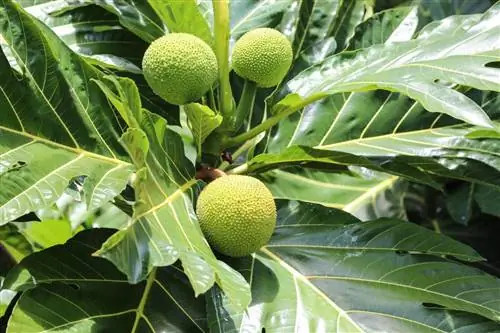 Джекфрут или хлебное дерево (Artocarpus altilis)
