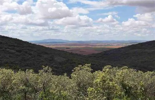 лесной пейзаж