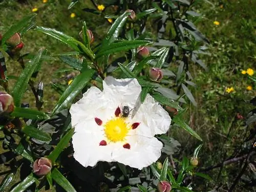 Растения средиземноморского леса