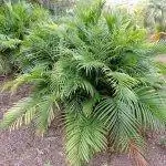 Chamaedorea cataractarum - многоцветковая пальма.