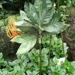 За хамедореей металлической легко ухаживать.