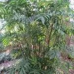 Хамедорея микроспадикс - многоствольная пальма.