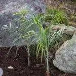 Chamaedorea Radicalis имеет один ствол.