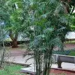 Chamaedorea seifrizii имеет зеленые листья.