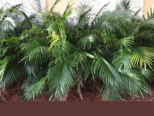 Chamaedorea cataractarum - красивая пальма.