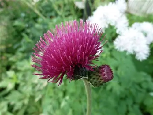 У Cirsium rivulare 'Atropurpureum' цветки красные.