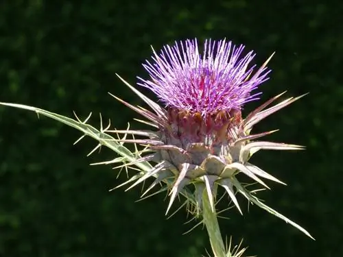 Cynara cardunculus - разновидность декоративного чертополоха.