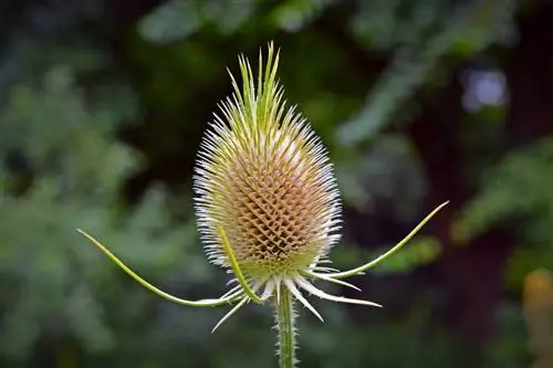 Dipsacus fullonum - очень красивый вид чертополоха.