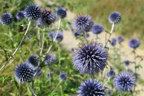 Echinops bannaticus - разновидность синего чертополоха.