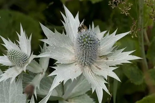 Eryngium giganteum - чертополох с серебристыми цветками.
