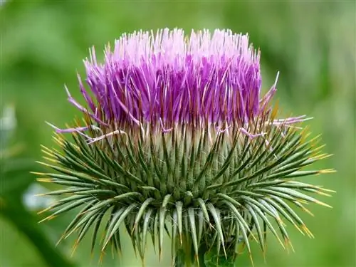 Onopordum acanthium - чертополох с сиреневыми цветками.