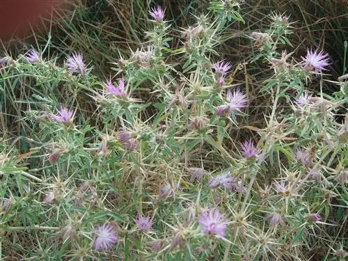 Centaurea calcitrapa - мелкий чертополох.