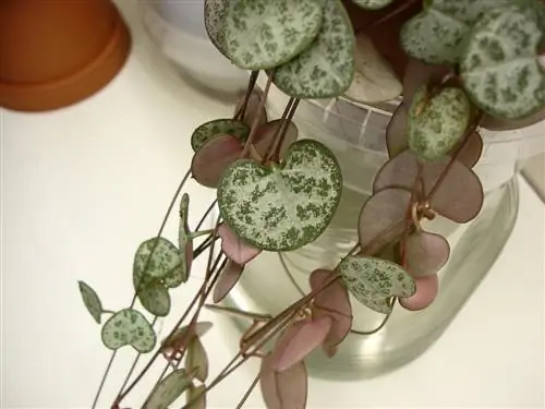 Ceropegia woodii - висячий суккулент, идеально подходящий для Хэллоуина.