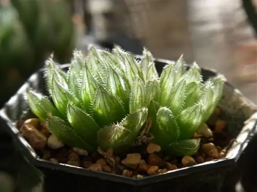 Haworthia cooperi - небольшой суккулент.