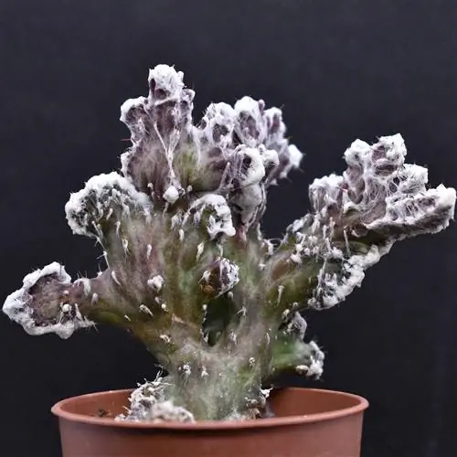 Monvillea spegazzini - идеальный кактус для украшения дома на Хэллоуин