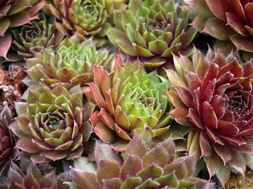 Sempervivum идеально подходят для создания композиций из суккулентов.
