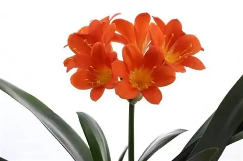 Кливия - луковичное растение.