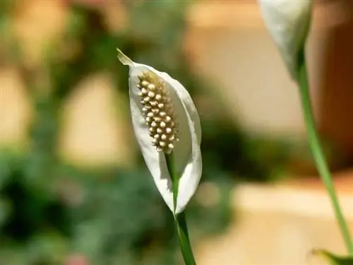 Спатифиллум валлизи в цветке