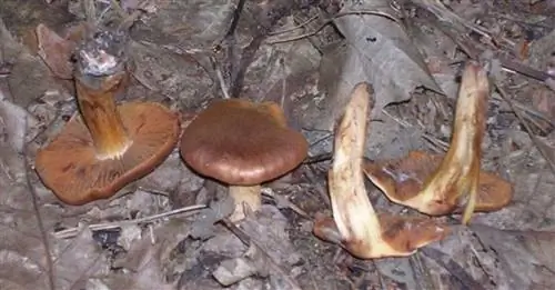 Cortinarius orellanus