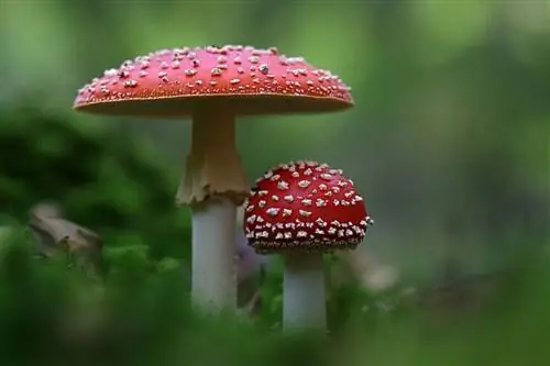 Самые опасные грибы в мире: Мухомор красный
