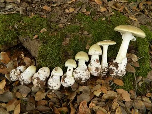 Самые опасные грибы в мире: Amanita phalloides