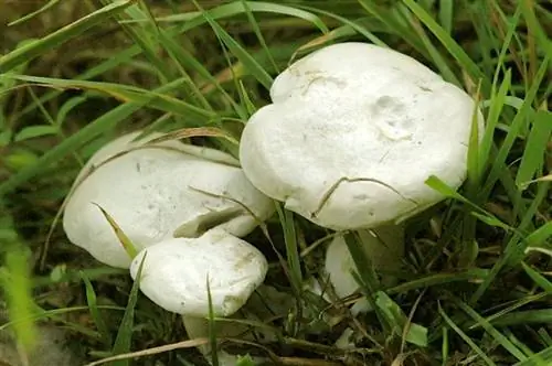 Clitocybe Dealbata