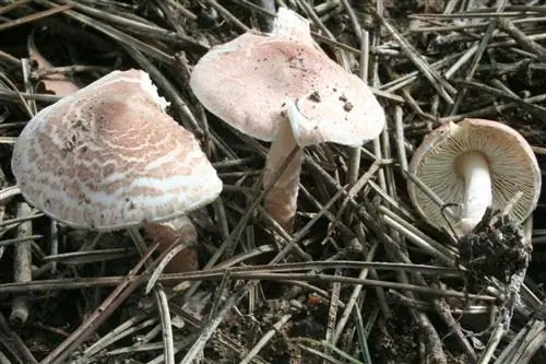 Самые опасные грибы в мире: Lepiota brunneoincarnata