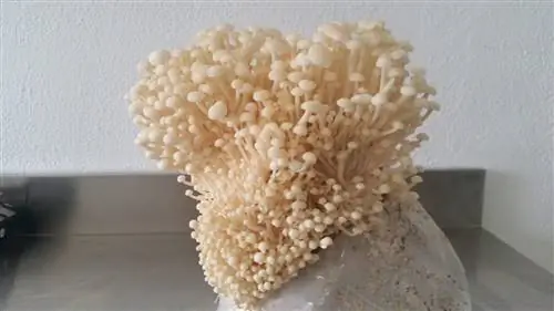 Грибы эноки самые дорогие грибы