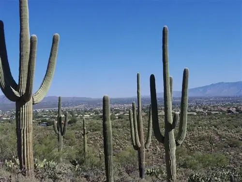 Сагуаро - медленнорастущий столбчатый кактус.