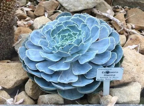 Echeveria lilacina - небольшой суккулент.