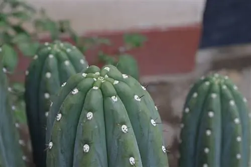 Echinopsis pachanoi - кактус колонновидной формы.