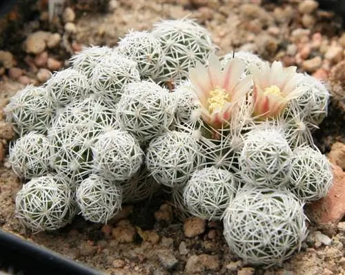 Mammillaria gracilis - небольшой кактус.